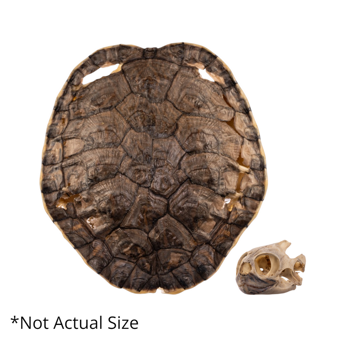 Real Mesoamerican Slider Skull and Shell