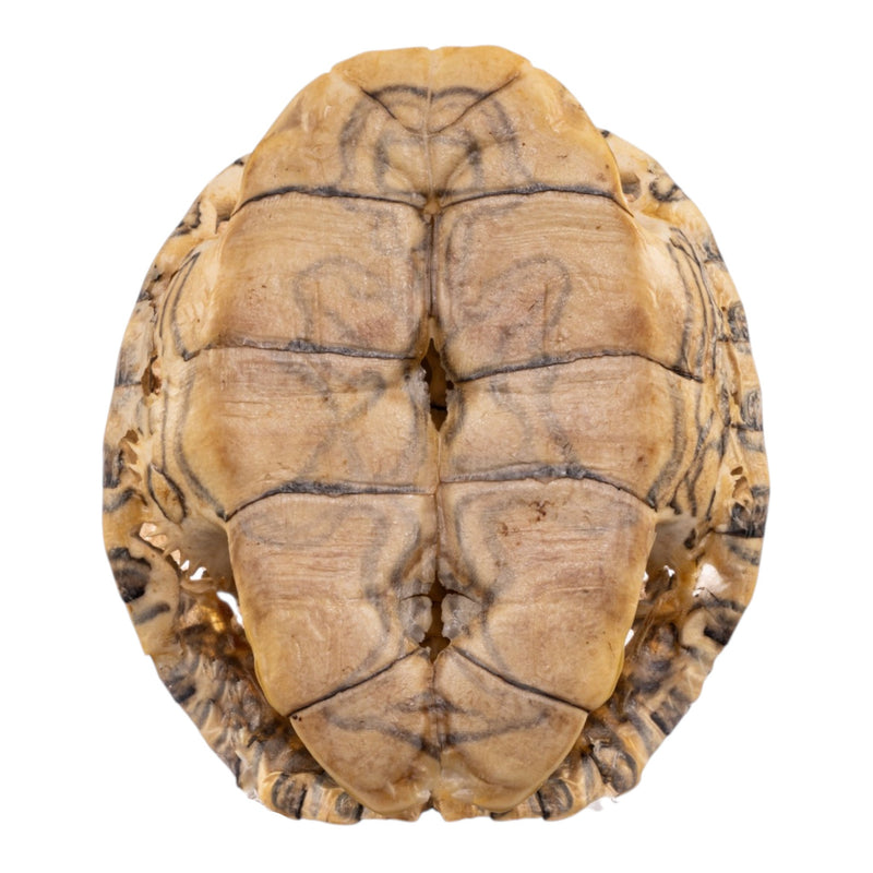 Real Mesoamerican Slider Skull and Shell