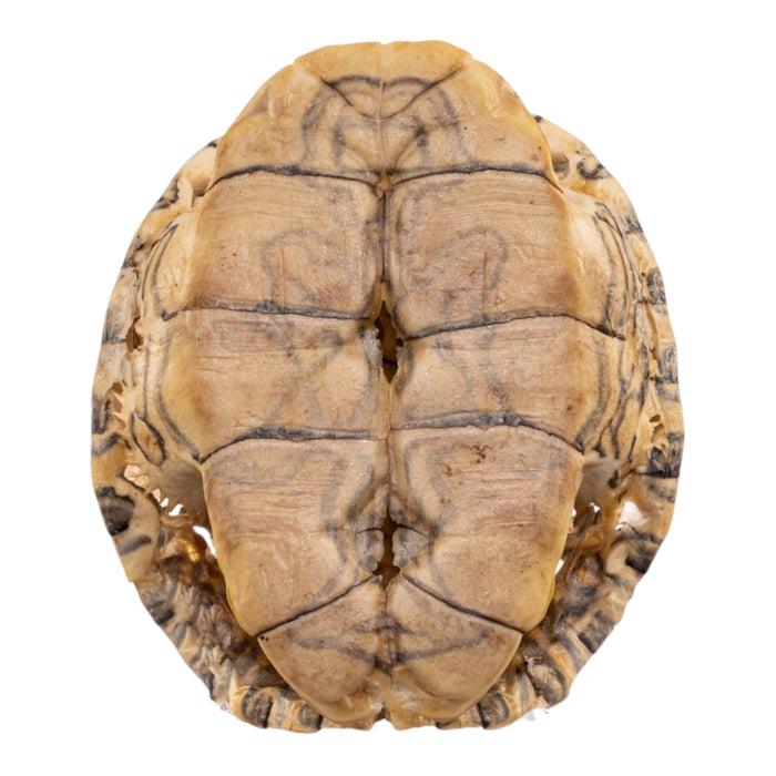 Real Mesoamerican Slider Skull and Shell