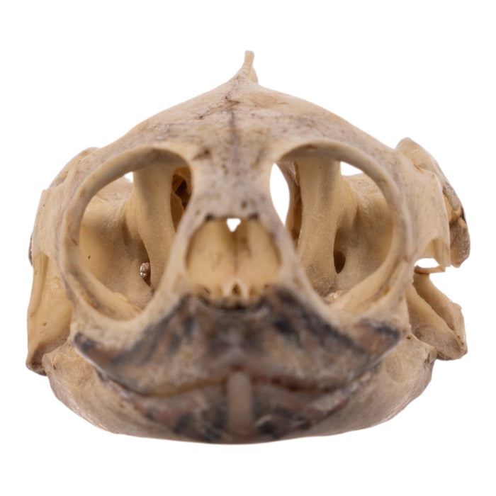 Real Mesoamerican Slider Skull and Shell