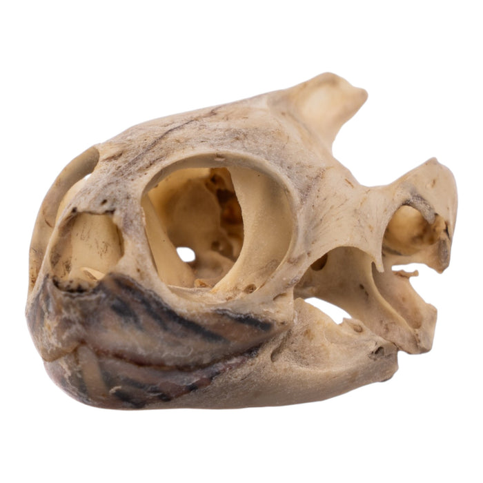 Real Mesoamerican Slider Skull and Shell