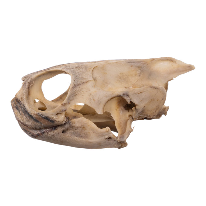 Real Mesoamerican Slider Skull and Shell