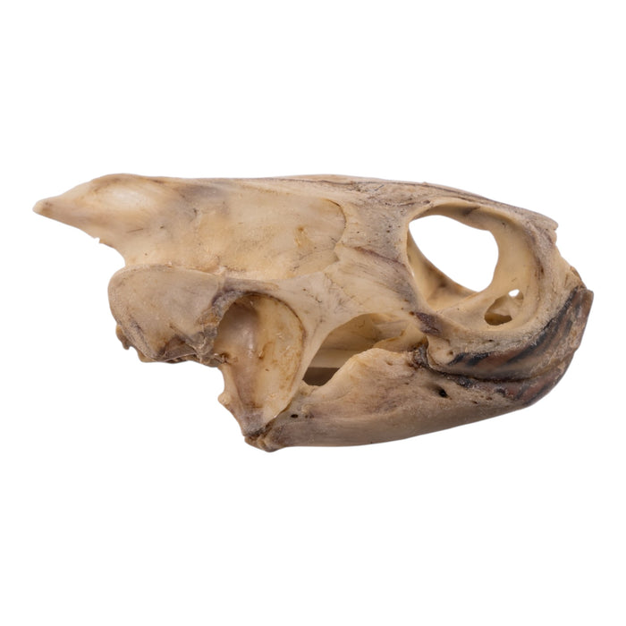 Real Mesoamerican Slider Skull and Shell