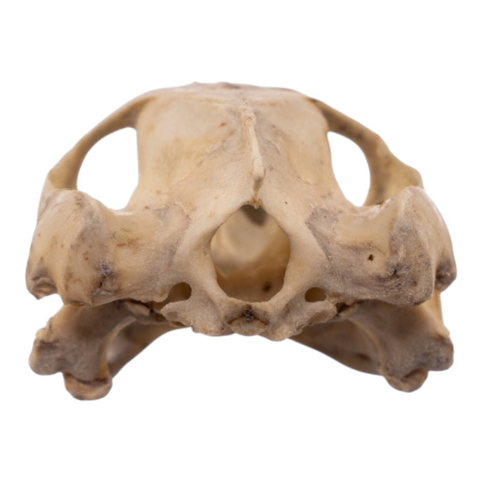 Real Mesoamerican Slider Skull and Shell