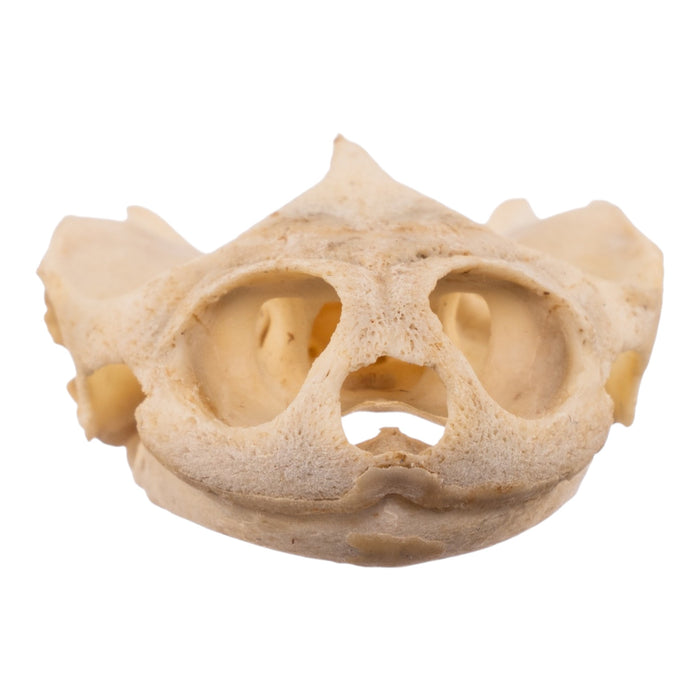Real West African Helmeted Turtle Skull and Shell