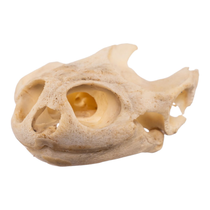 Real West African Helmeted Turtle Skull and Shell