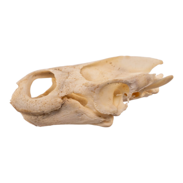 Real West African Helmeted Turtle Skull and Shell