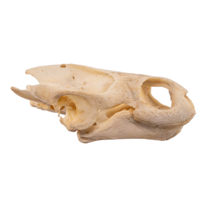 Real West African Helmeted Turtle Skull and Shell
