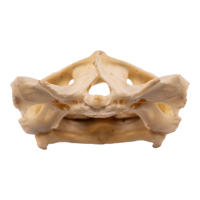 Real West African Helmeted Turtle Skull and Shell