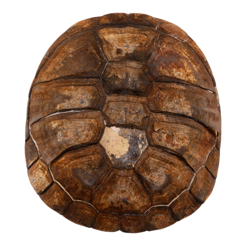 Real West African Helmeted Turtle Skull and Shell