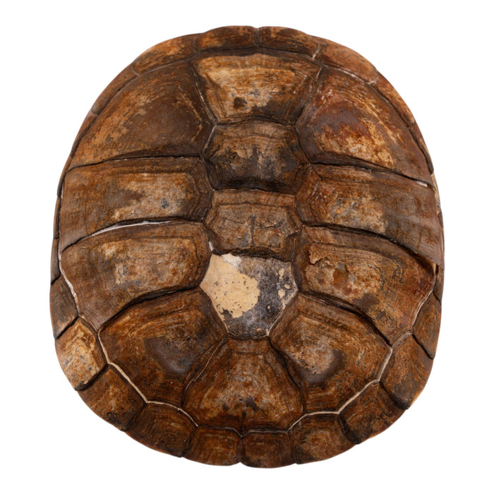 Real West African Helmeted Turtle Skull and Shell