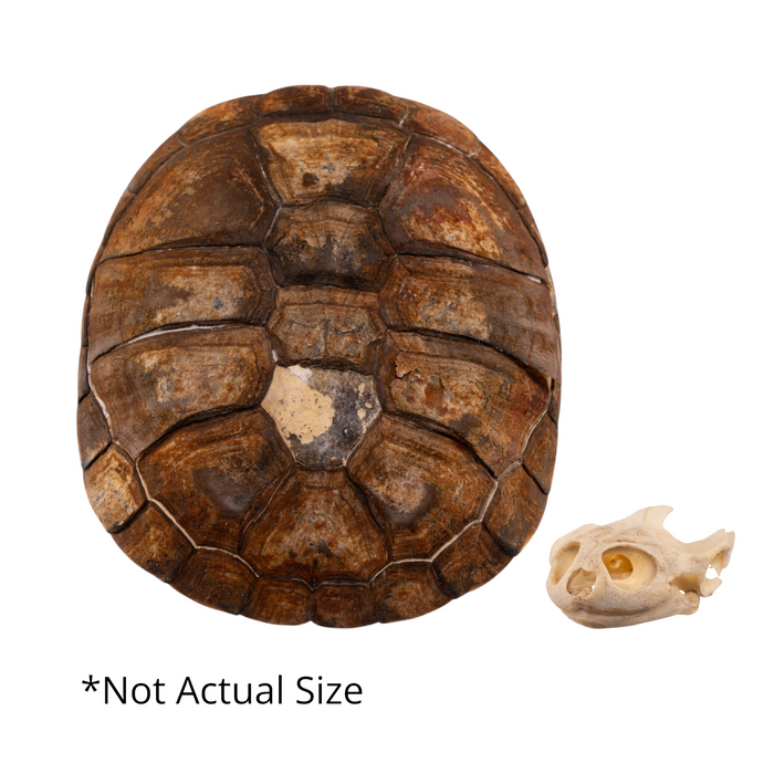 Real West African Helmeted Turtle Skull and Shell