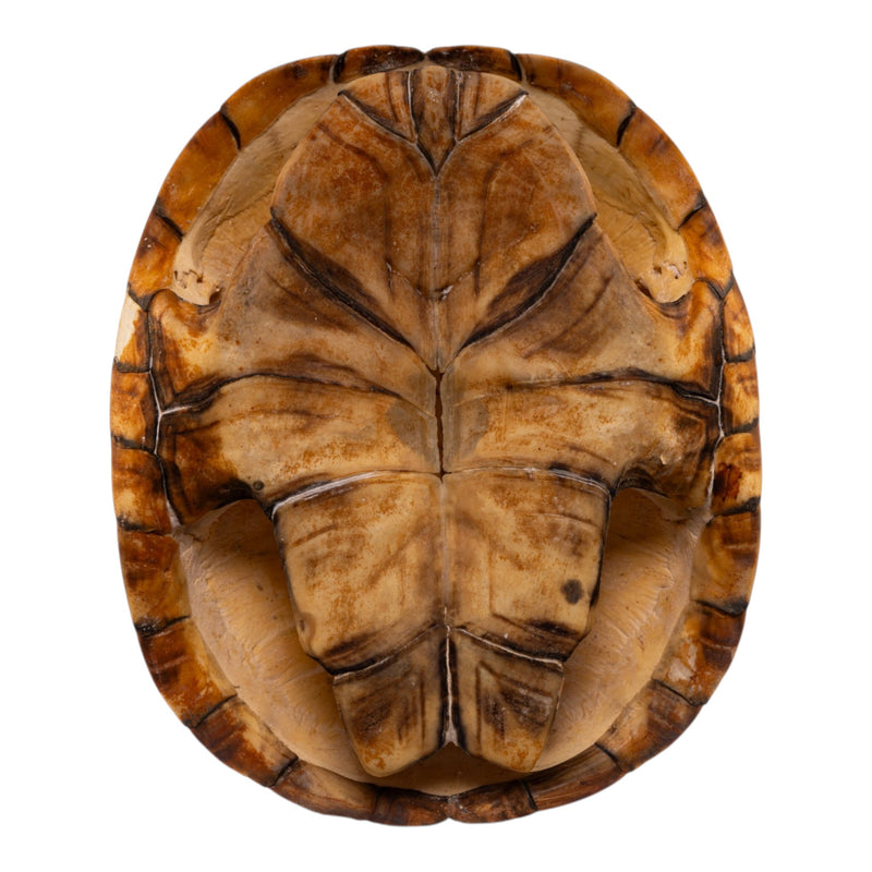 Real West African Helmeted Turtle Skull and Shell