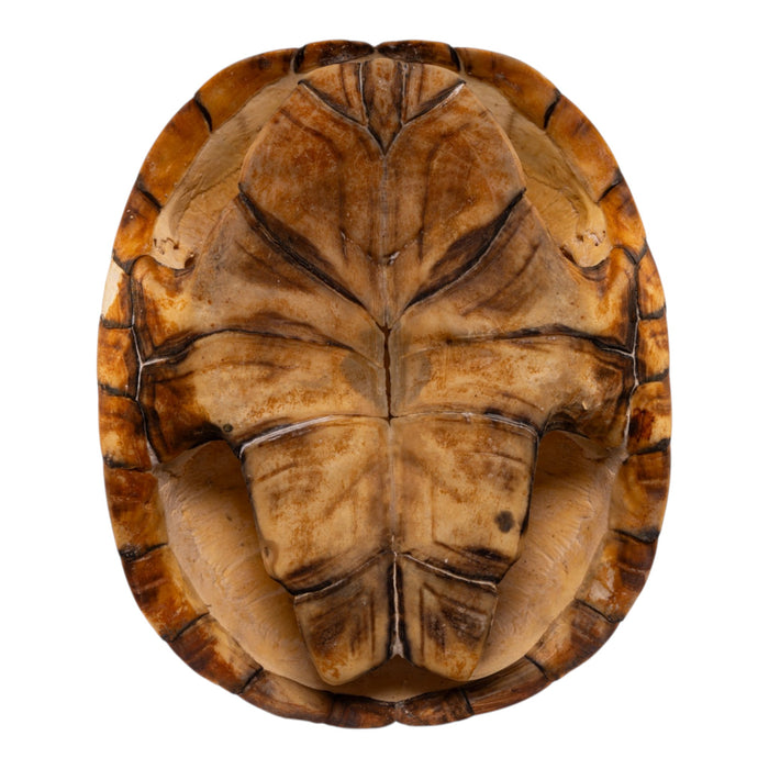 Real West African Helmeted Turtle Skull and Shell