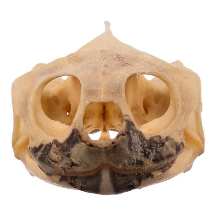Real Red-eared Slider Skull and Shell