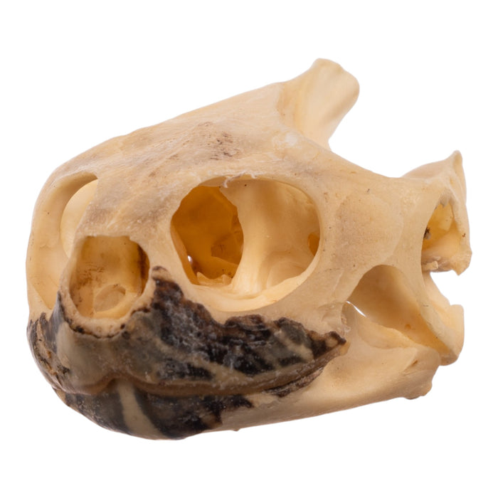 Real Red-eared Slider Skull and Shell