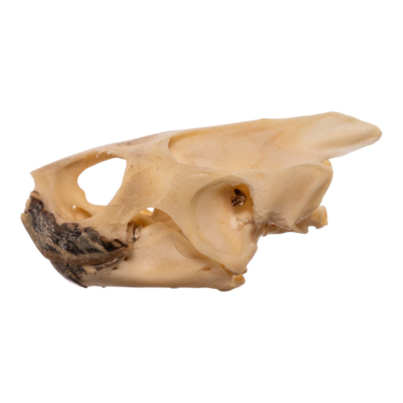 Real Red-eared Slider Skull and Shell