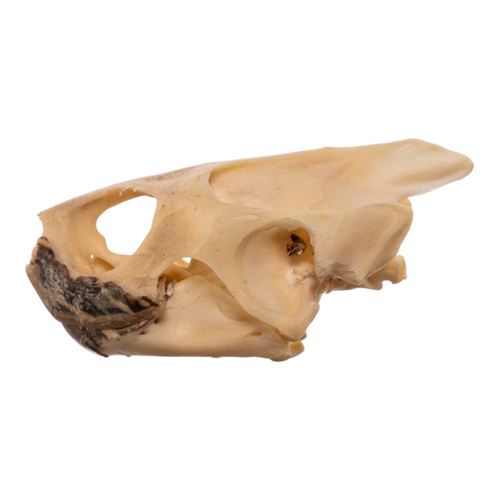 Real Red-eared Slider Skull and Shell
