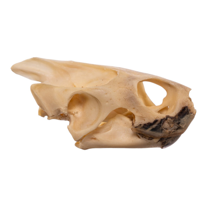 Real Red-eared Slider Skull and Shell