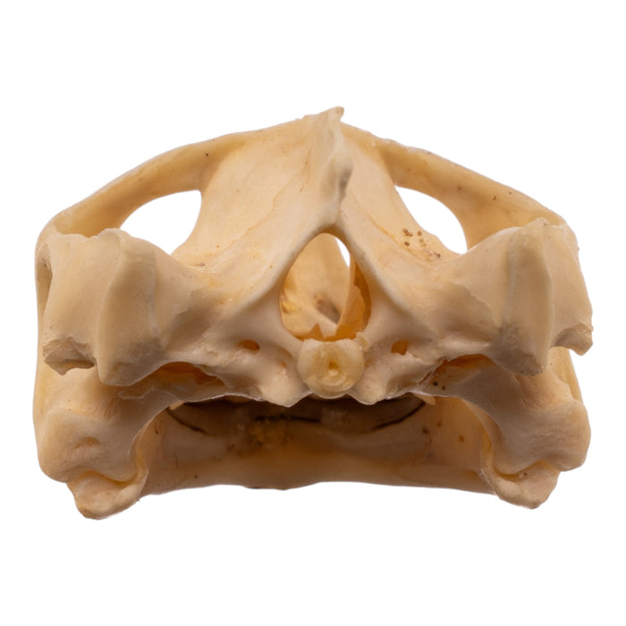 Real Red-eared Slider Skull and Shell