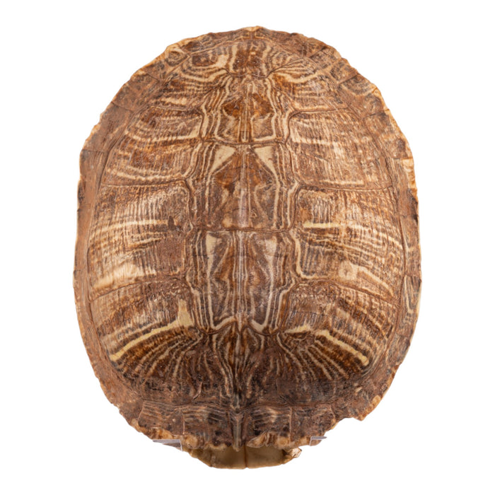 Real Red-eared Slider Skull and Shell