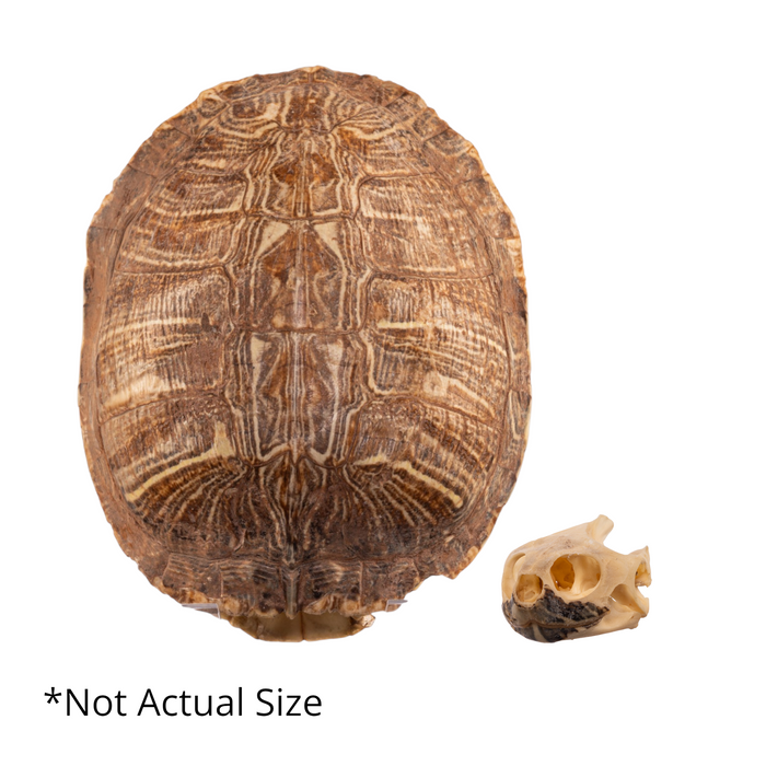 Real Red-eared Slider Skull and Shell