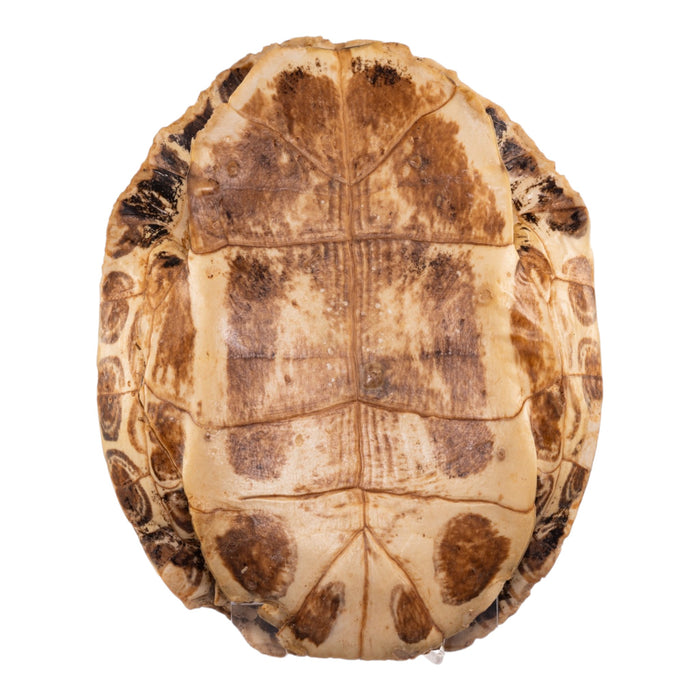 Real Red-eared Slider Skull and Shell