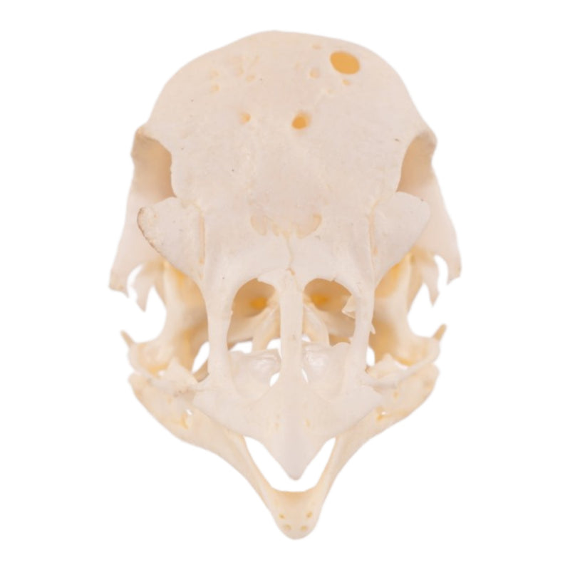 Real Polish Crested Chicken Skull