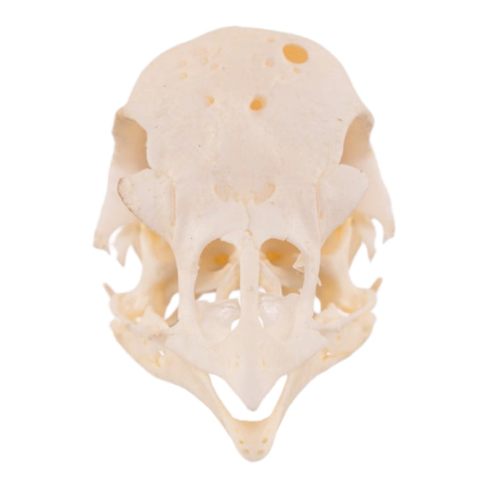 Real Polish Crested Chicken Skull