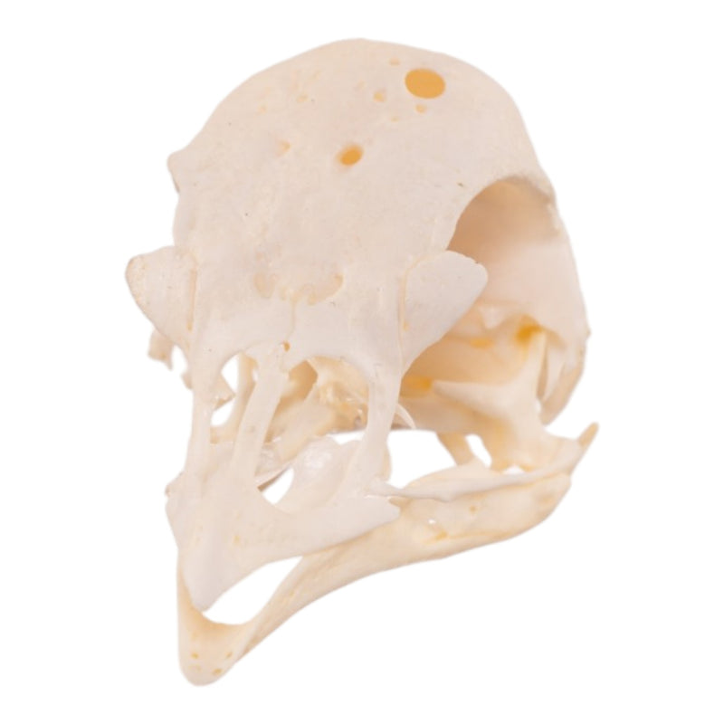 Real Polish Crested Chicken Skull