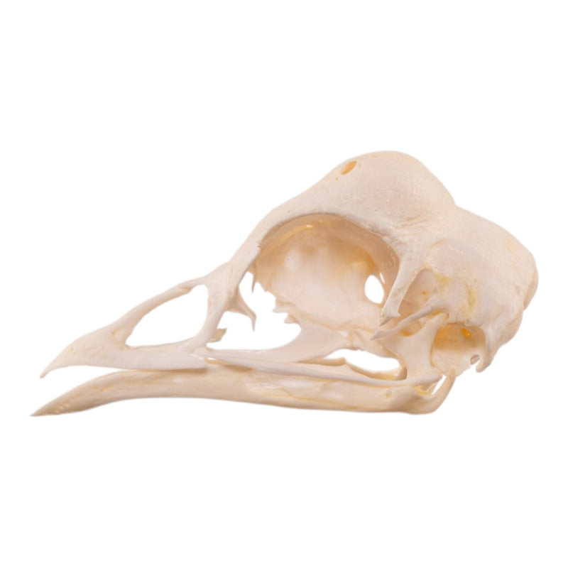 Real Polish Crested Chicken Skull