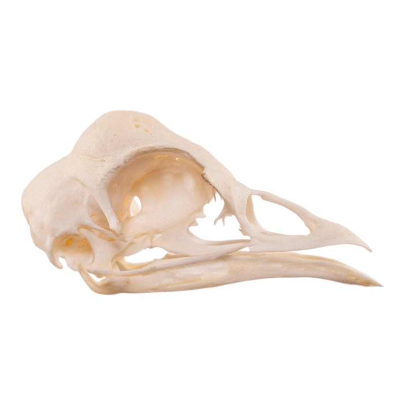 Real Polish Crested Chicken Skull