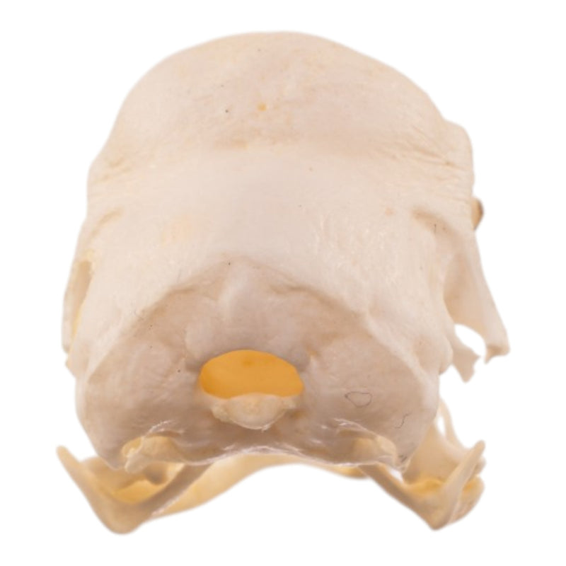 Real Polish Crested Chicken Skull