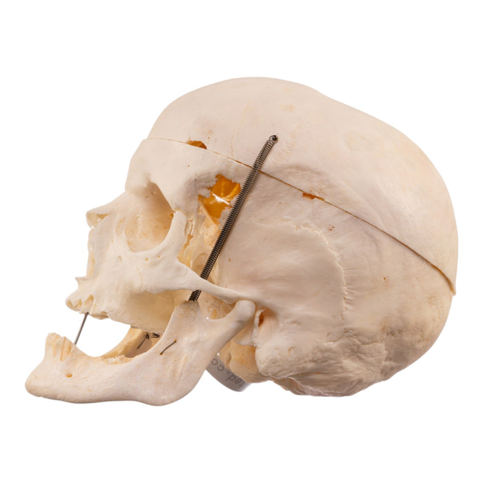 Real Human Skull
