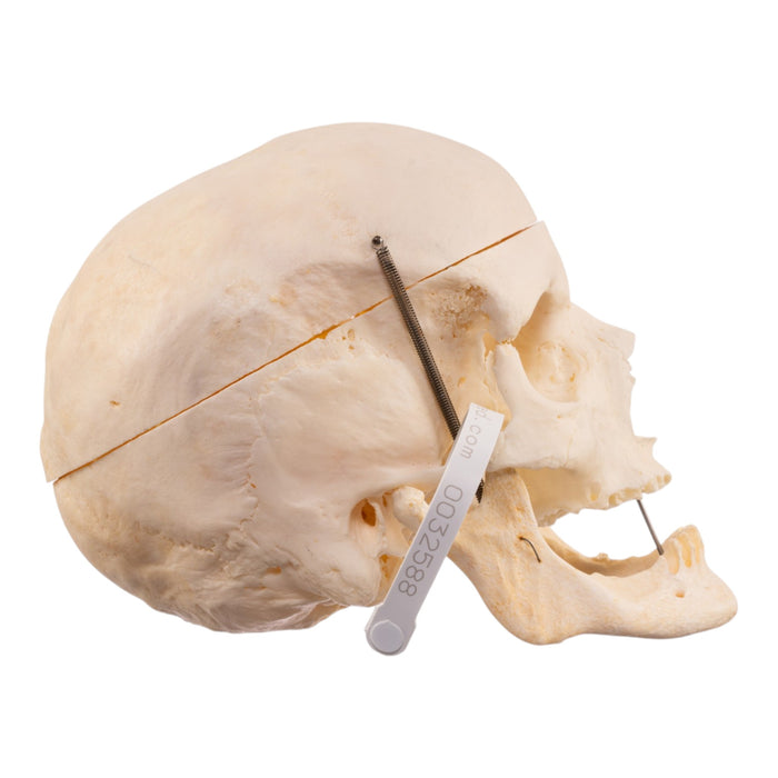 Real Human Skull