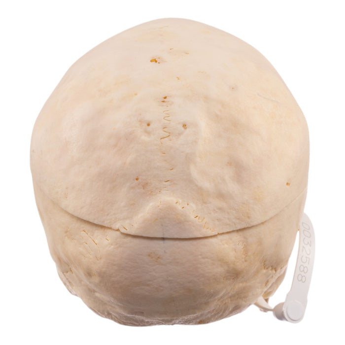 Real Human Skull