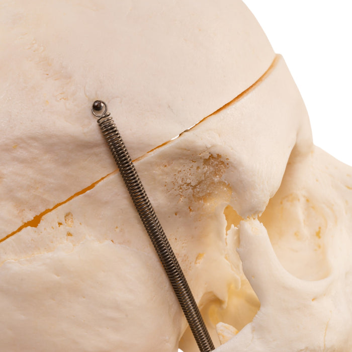 Real Human Skull