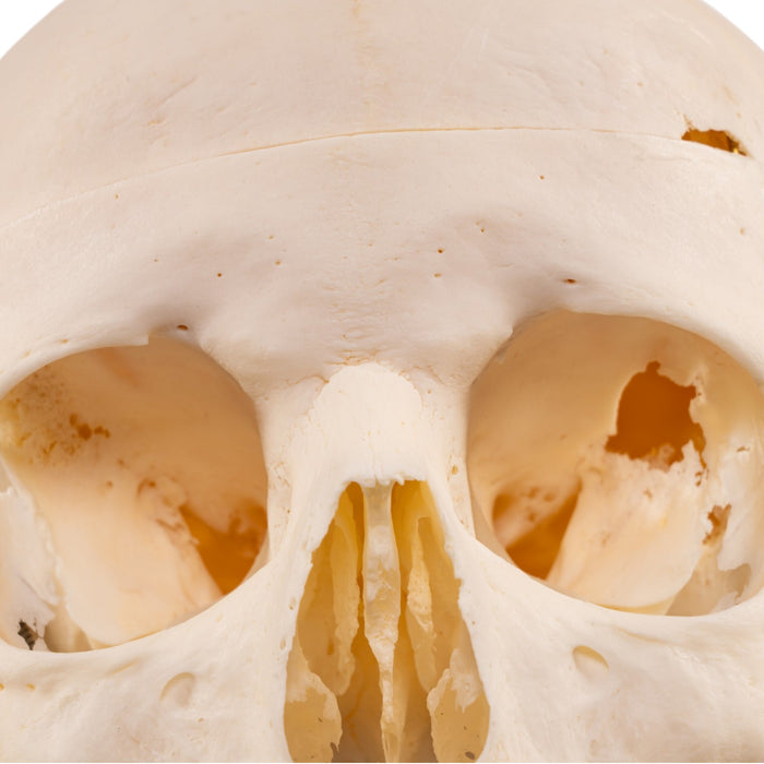 Real Human Skull