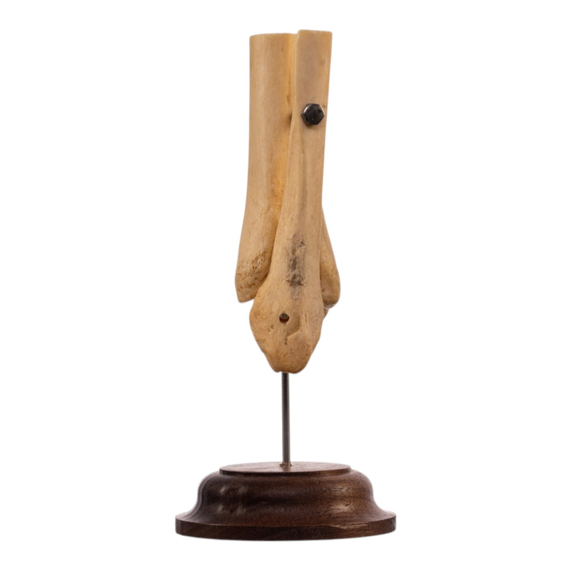 Real Human Partial Tibia and Fibula on Stand