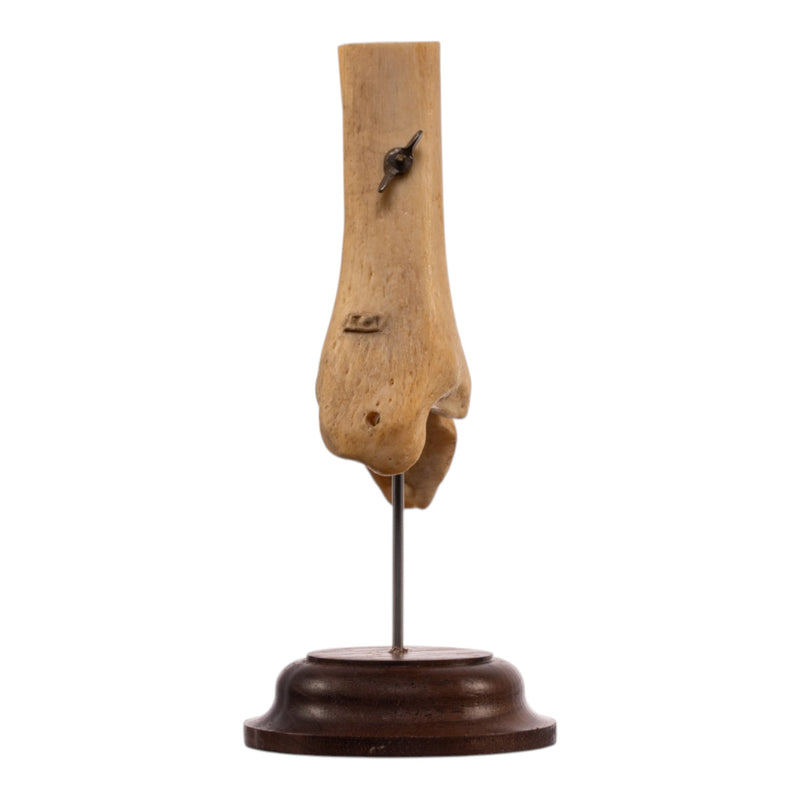 Real Human Partial Tibia and Fibula on Stand