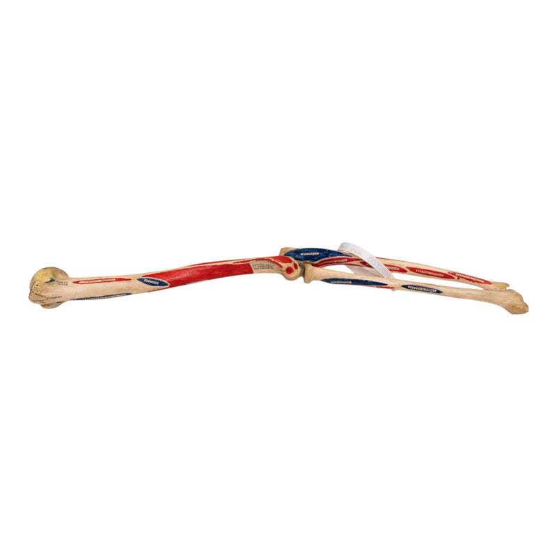 Real Human Left Arm - Painted and Articulated