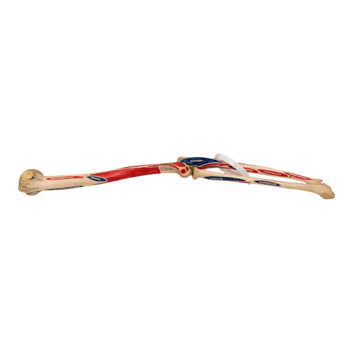 Real Human Left Arm - Painted and Articulated