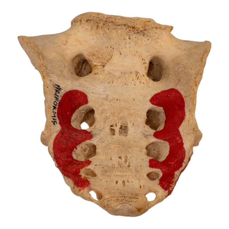 Real Human Sacrum - Painted