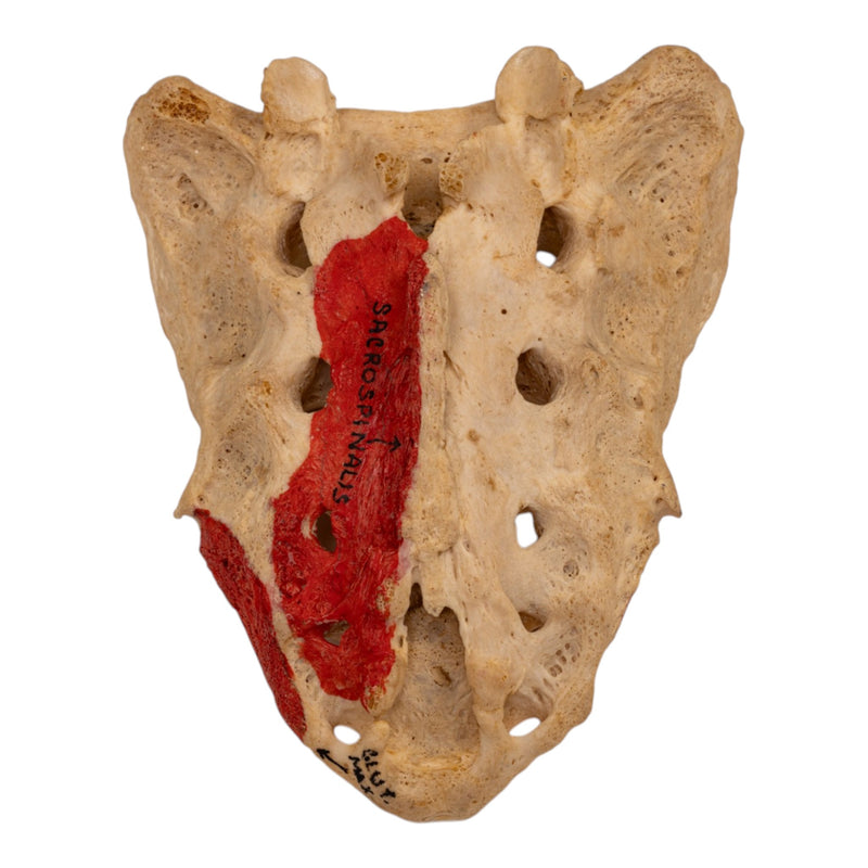 Real Human Sacrum - Painted
