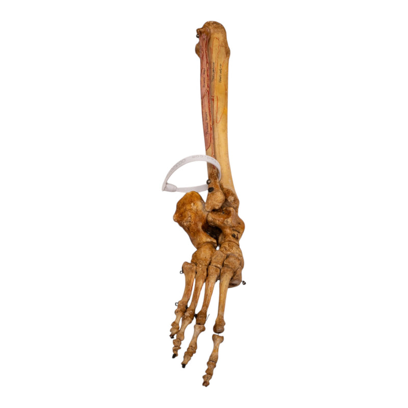 Real Human Tibia, Fibula and Foot - Articulated