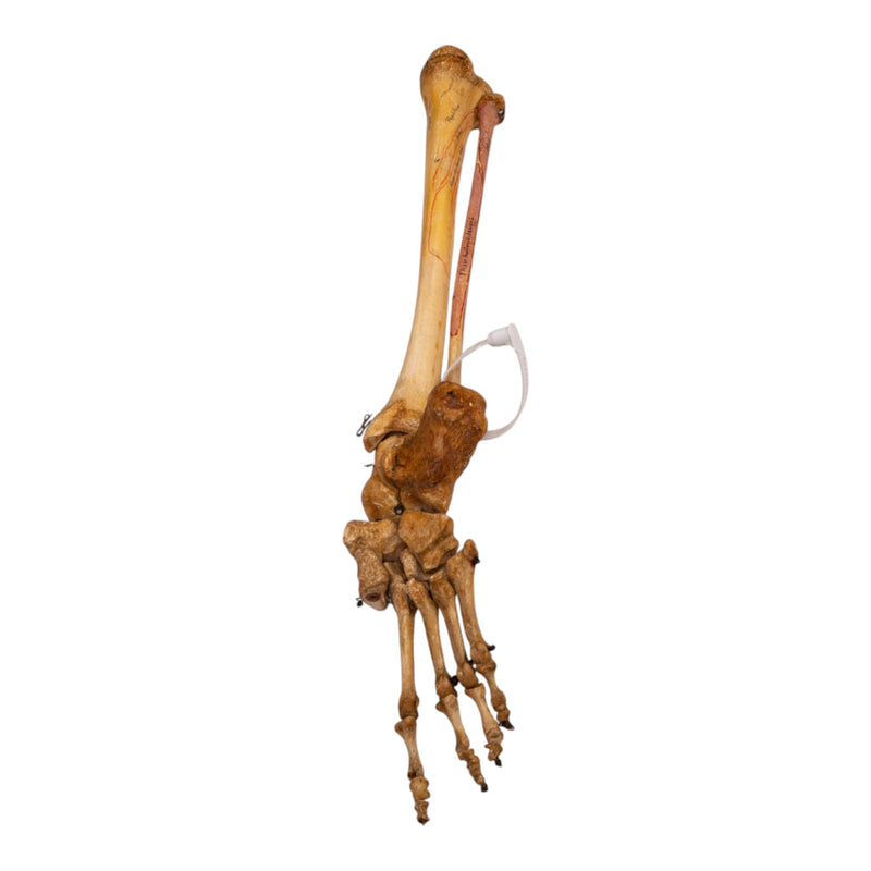 Real Human Tibia, Fibula and Foot - Articulated