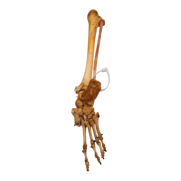 Real Human Tibia, Fibula and Foot - Articulated
