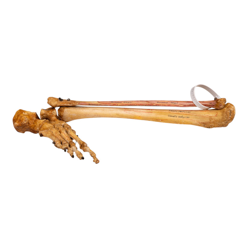 Real Human Tibia, Fibula and Foot - Articulated