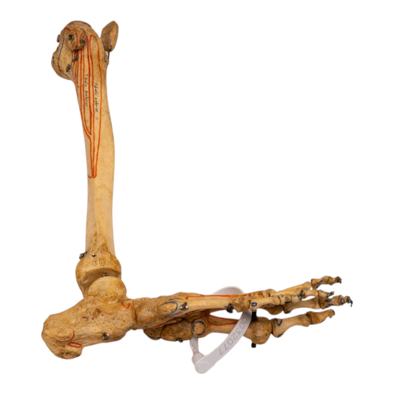 Real Human Right Partial Leg - Articulated