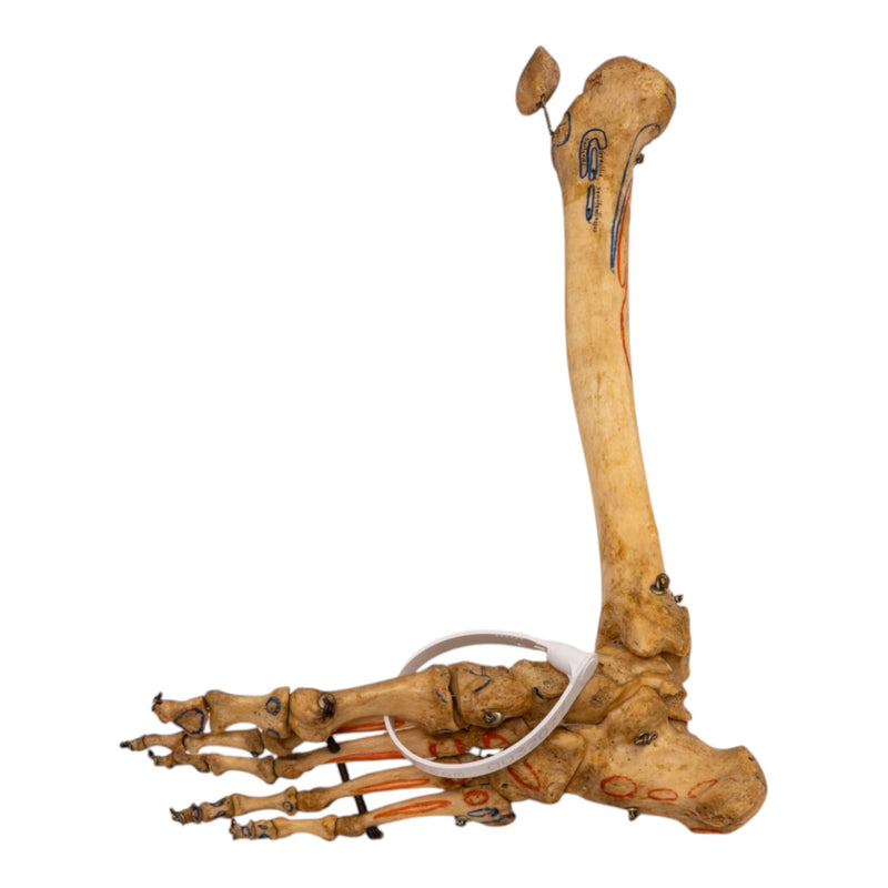Real Human Right Partial Leg - Articulated